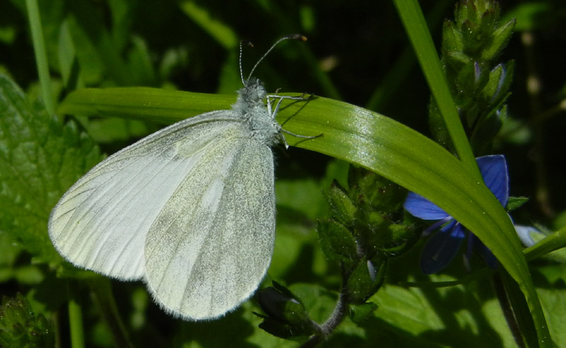 Leptidea sinapis - Pieridae..........dal Trentino